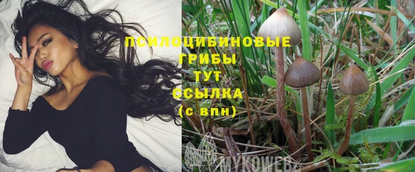 apvp Ельня